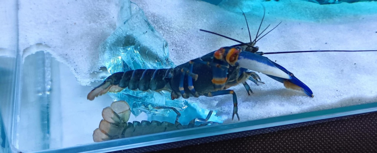 Cherax boesemani