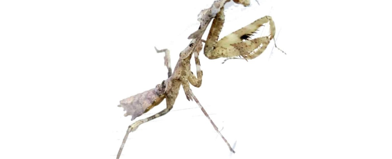 Deroplatys lobata