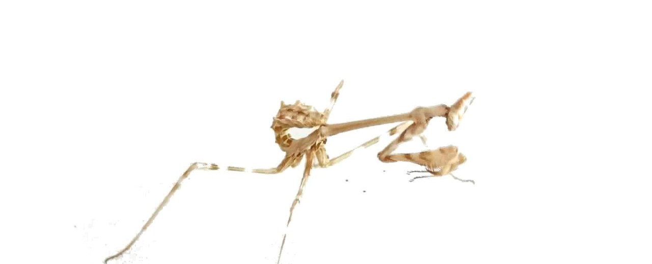 Empusa hedenborgii