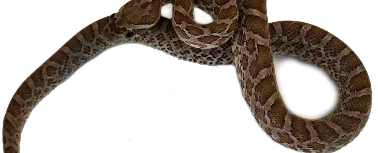 Wąż preriowy (Pantherophis emoryi)