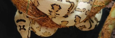 Pyton dywanowy (Morelia spilota)