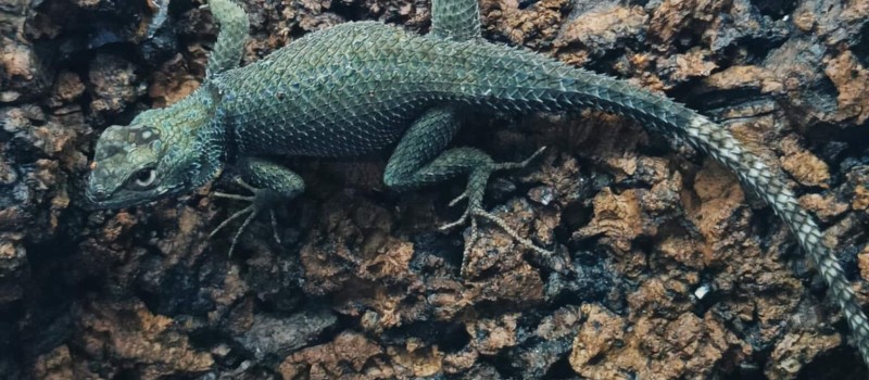 Sceloporus minor