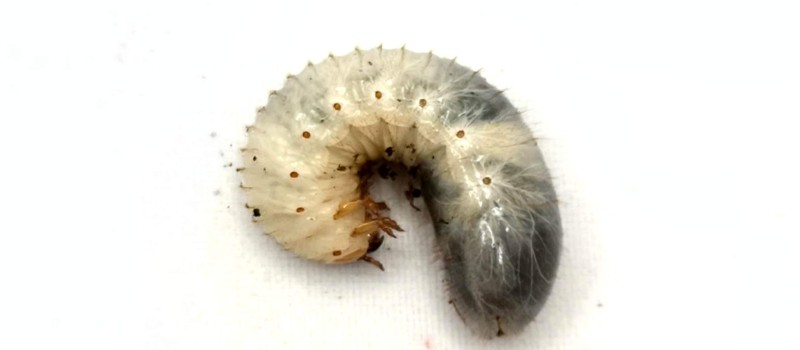 Chalcosoma atlas