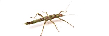 Straszyk nowogwinejski (Eurycantha calcarata)