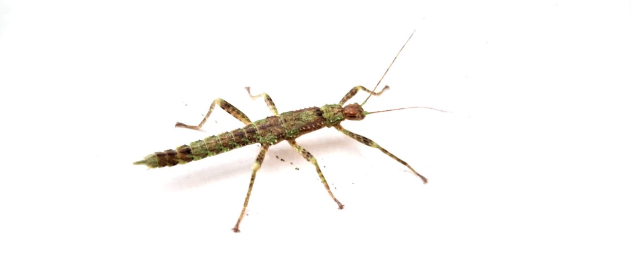 Straszyk nowogwinejski (Eurycantha calcarata)