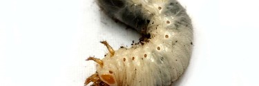 Chalcosoma chiron