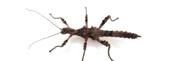 Trachyaretaon sp. North Luzon