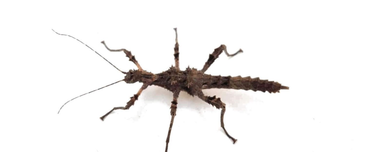 Trachyaretaon sp. North Luzon