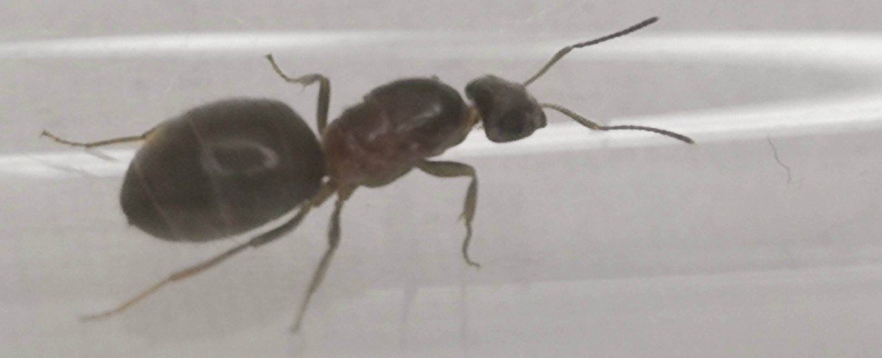 Lasius emarginatus