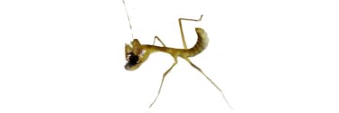 Hierodula majuscula
