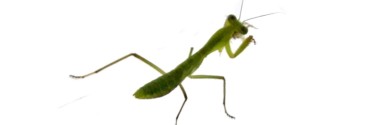 Rhombodera valida