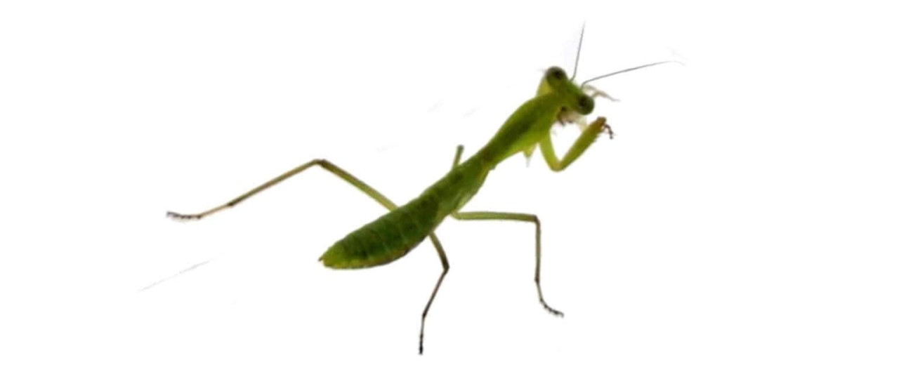 Rhombodera valida