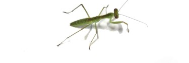  Rhombodera latipronotum