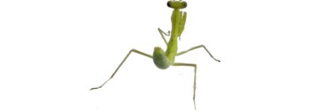 Hierodula pistillinota