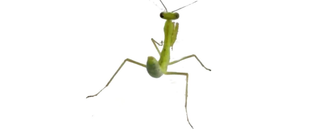 Hierodula pistillinota