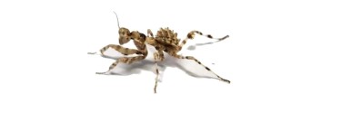 Blepharopsis mendica