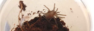 Chaetopelma olivaceum