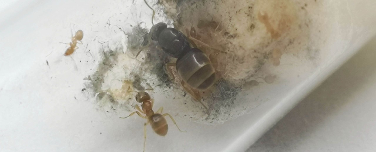 Lasius flavus