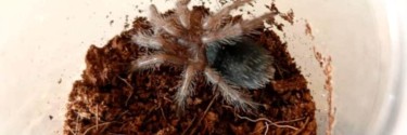 Grammostola pulchra