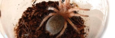 Grammostola rosea