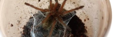 Harpactira baviana