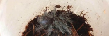 Phormictopus auratus
