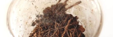 Poecilotheria striata