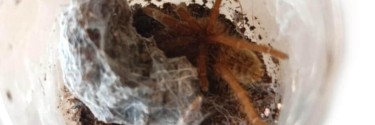 Pterinochilus lugardi