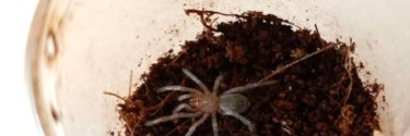 Thrixopelma pruriens