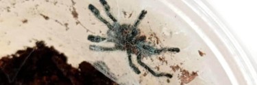 Ybyrapora diversipes