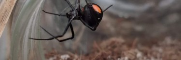 Latrodectus menavodi