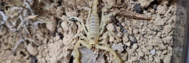 Smeringurus mesaensis