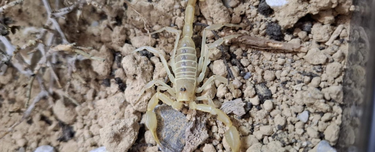 Smeringurus mesaensis