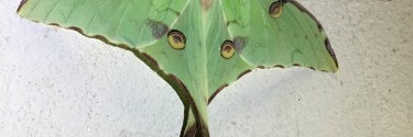 Argema Mimosae