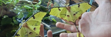 Argema Mimosae