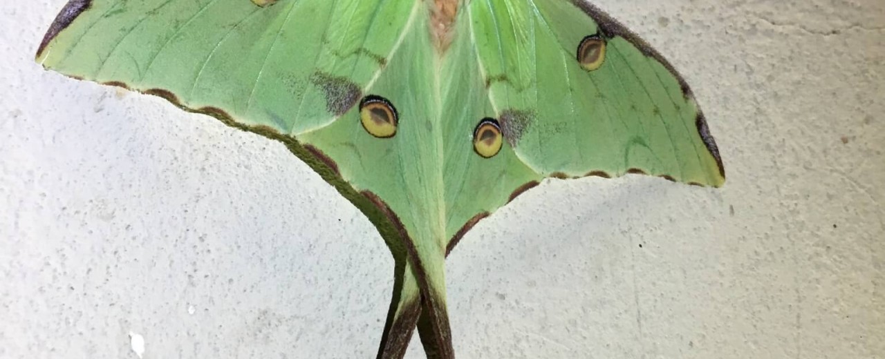 Argema Mimosae