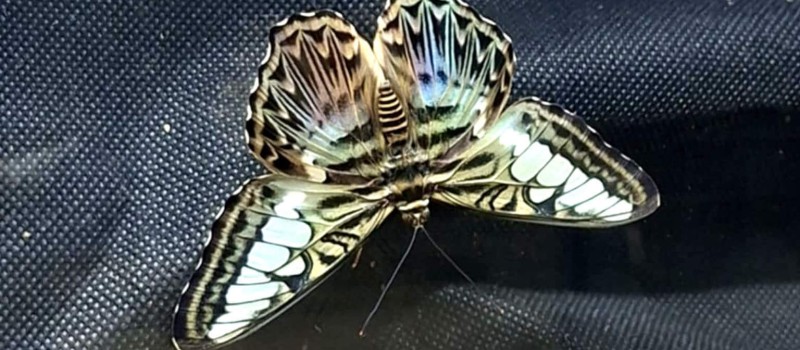 Parthenos sylvia