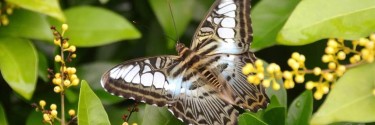 Parthenos sylvia