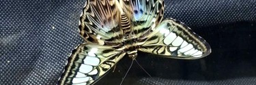 Parthenos sylvia