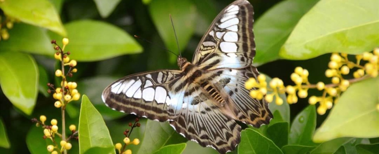 Parthenos sylvia