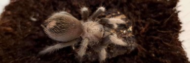 Aphonopelma chalcodes