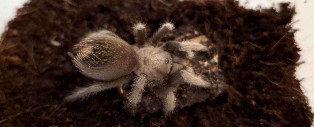 Aphonopelma chalcodes
