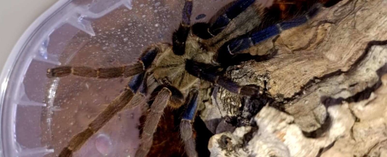 Cyriopagopus lividus