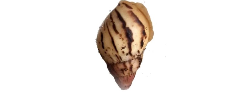 Lissachatina allisa (ex. iredalei)