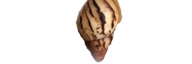 Lissachatina allisa (ex. iredalei)