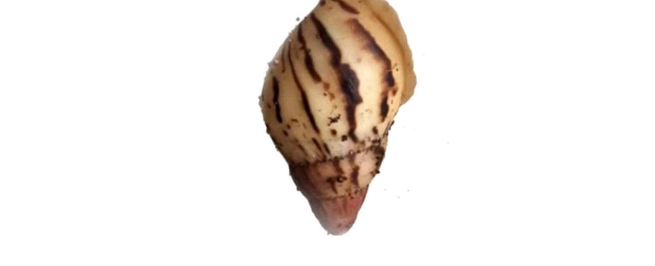 Lissachatina allisa (ex. iredalei)