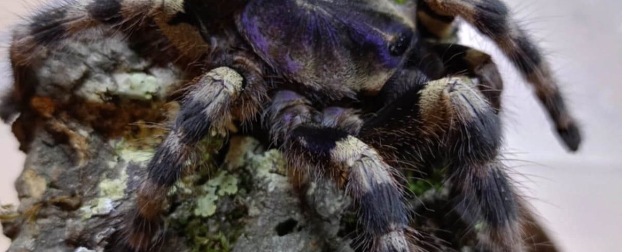 Poecilotheria formosa