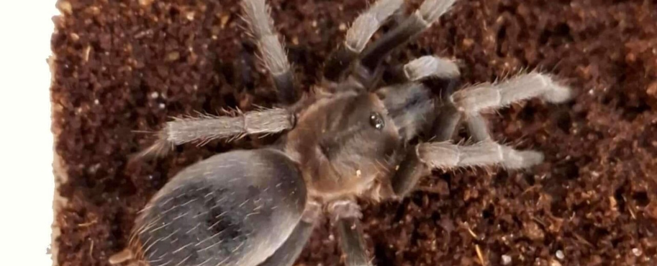 Aphonopelma crinirufum