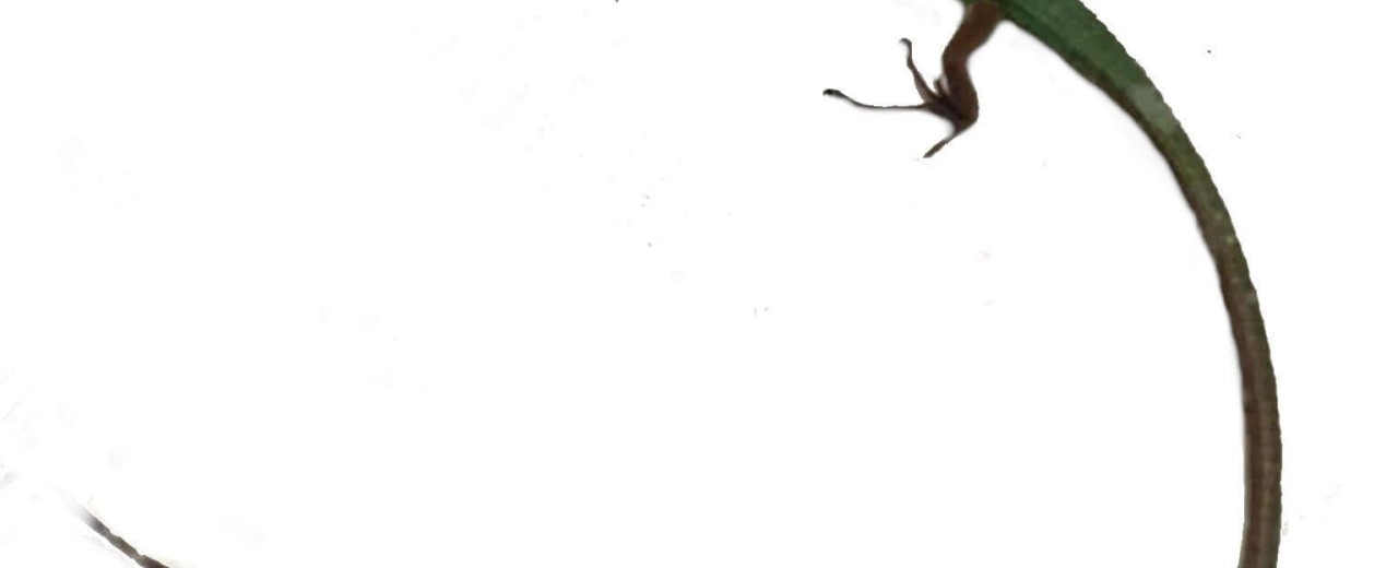 Takydromus smaragdinus