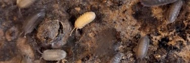 Armadillidium pallasii